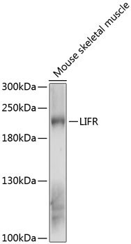 LIFR Rabbit pAb