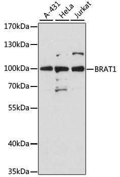BRAT1 Rabbit pAb