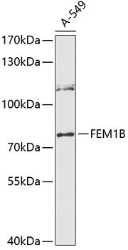 FEM1B Rabbit pAb