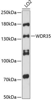 WDR35 Rabbit pAb