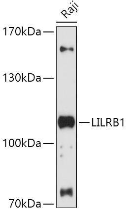 LILRB1 Rabbit pAb