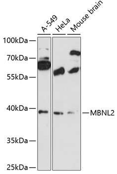 MBNL2 Rabbit pAb