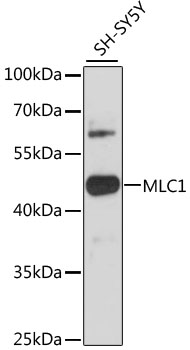 MLC1 Rabbit pAb