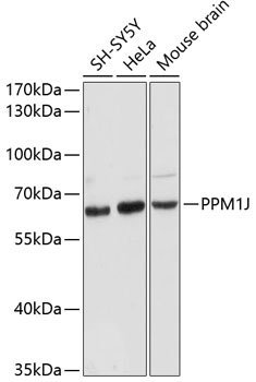 PPM1J Rabbit pAb