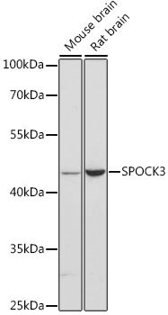 SPOCK3 Rabbit pAb