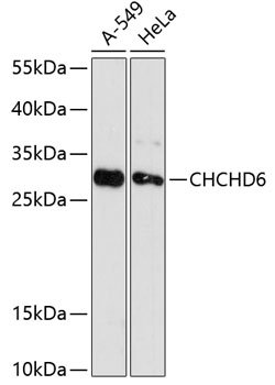 CHCHD6 Rabbit pAb