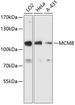 MCM8 Rabbit pAb