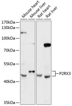 P2RX3 Rabbit pAb