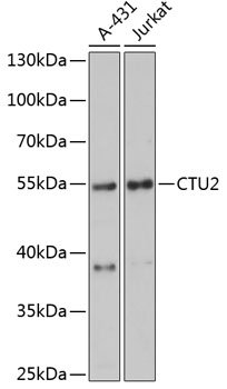 CTU2 Rabbit pAb