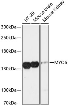 MYO6 Rabbit pAb