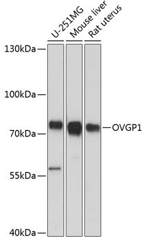 OVGP1 Rabbit pAb