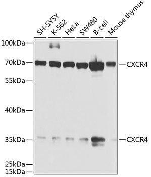 CXCR4 Rabbit pAb