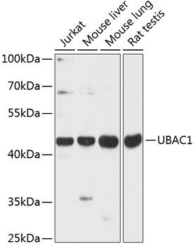 UBAC1 Rabbit pAb