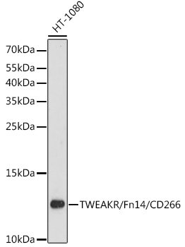 TWEAKR/Fn14/CD266 Rabbit pAb
