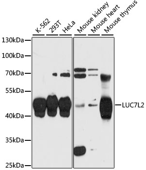 LUC7L2 Rabbit pAb