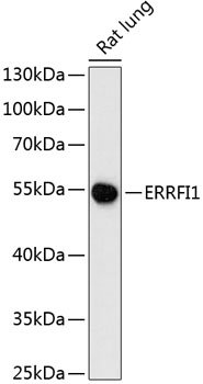 ERRFI1 Rabbit pAb