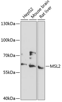 MSL2 Rabbit pAb