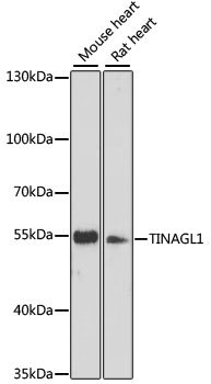 TINAGL1 Rabbit pAb