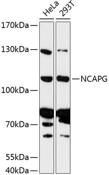 NCAPG Rabbit pAb