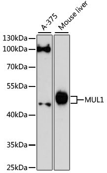 MUL1 Rabbit pAb