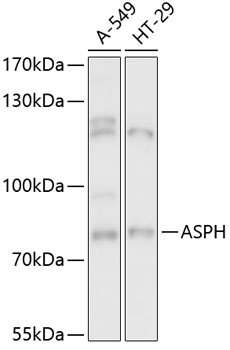 ASPH Rabbit pAb