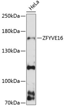 ZFYVE16 Rabbit pAb