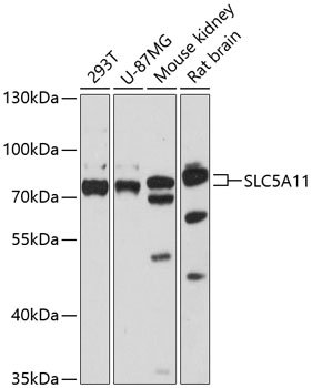 SLC5A11 Rabbit pAb