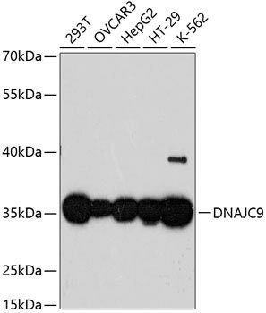 DNAJC9 Rabbit pAb