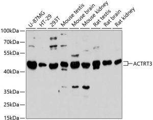 ACTRT3 Rabbit pAb