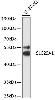 SLC29A1 Rabbit pAb