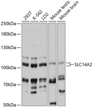 SLC14A2 Rabbit pAb