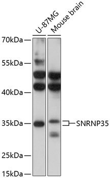 SNRNP35 Rabbit pAb