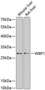 WBP1 Rabbit pAb