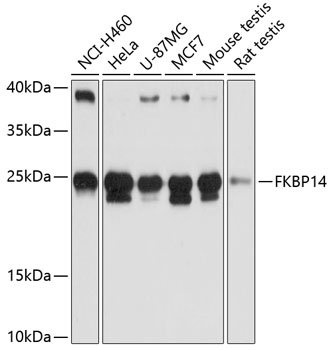 FKBP14 Rabbit pAb