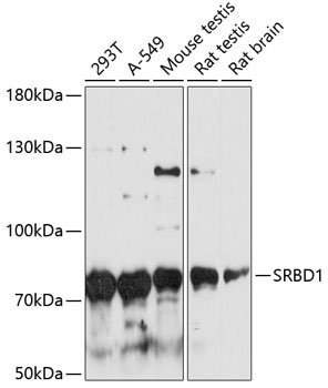 SRBD1 Rabbit pAb