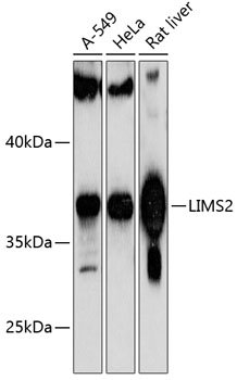 LIMS2 Rabbit pAb