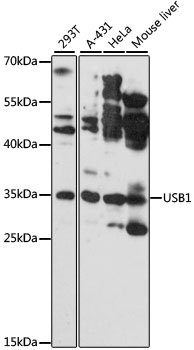 USB1 Rabbit pAb