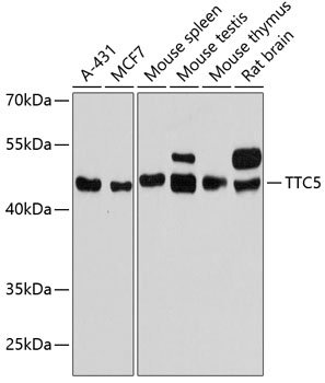 TTC5 Rabbit pAb