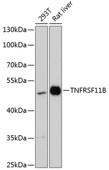 TNFRSF11B Rabbit pAb