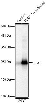 TCAP Rabbit pAb