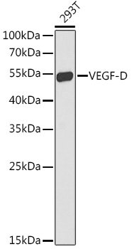 VEGF-D Rabbit pAb