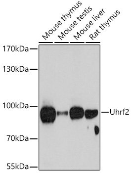 Uhrf2 Rabbit pAb