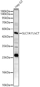 SLC7A11/xCT Rabbit pAb