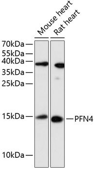 PFN4 Rabbit pAb