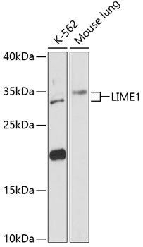 LIME1 Rabbit pAb