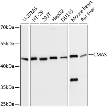 CMAS Rabbit pAb