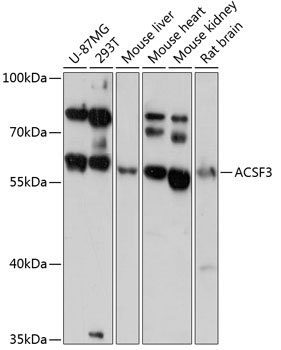 ACSF3 Rabbit pAb