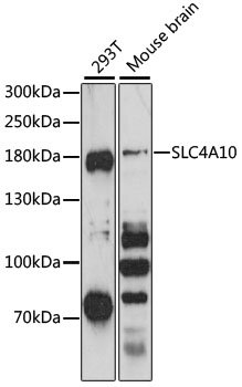 SLC4A10 Rabbit pAb