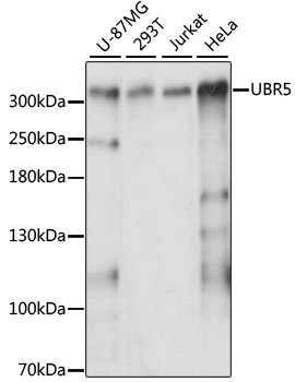 UBR5 Rabbit pAb