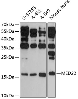 MED22 Rabbit pAb